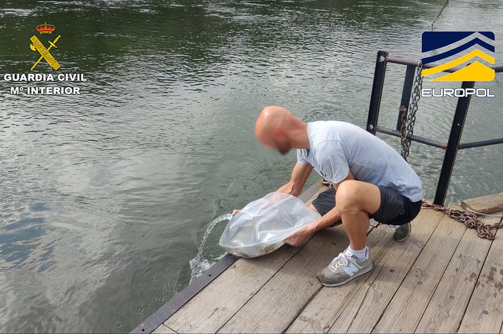 La Guardia Civil devuelve al medio natural 180 kilos de angula intervenidos