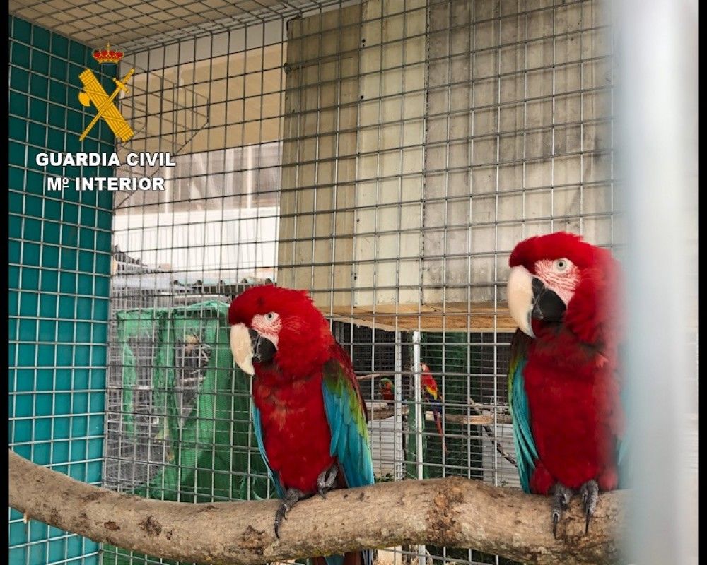 La Guardia Civil detiene e investiga a 23 integrantes de una red delictiva dedicada al comercio ilegal de especies protegidas