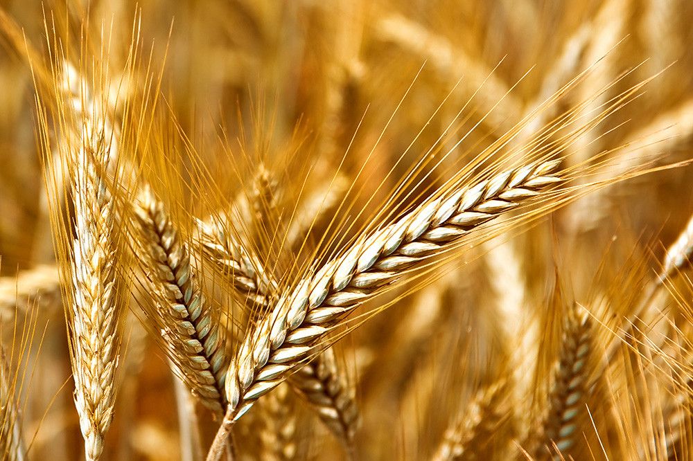El Ministerio de Agricultura comienza a pagar a las autonomías 2.800 millones de euros de anticipos de la PAC