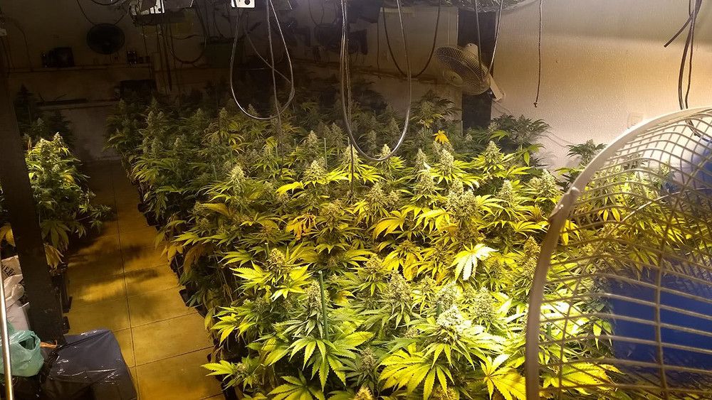 La Guardia Civil desarticula una organización criminal dedicada al cultivo "indoor" de marihuana en Colmenar