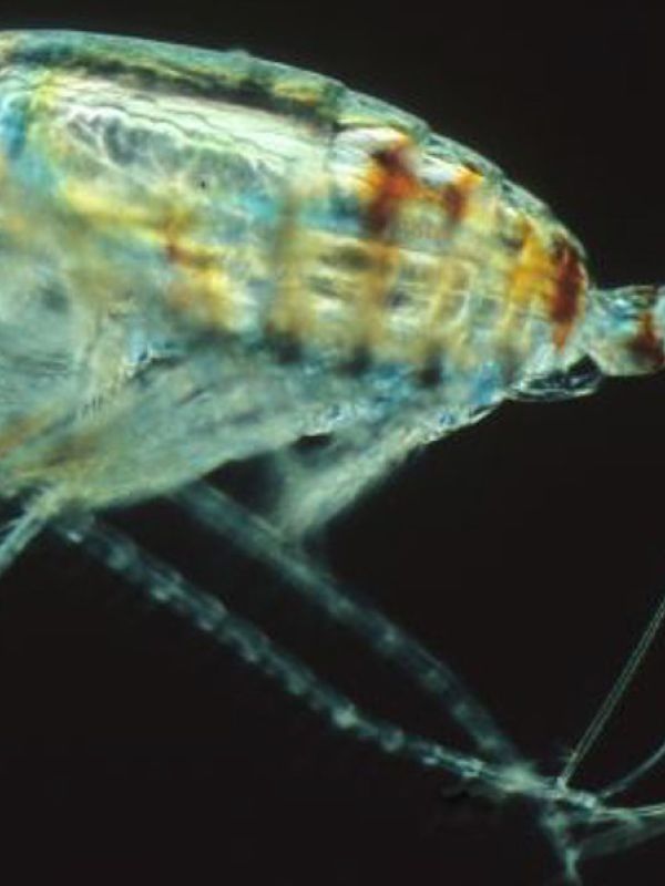 Bacterias, microalgas y pequeños crustáceos: un libro de divulgación cuenta los secretos del plancton