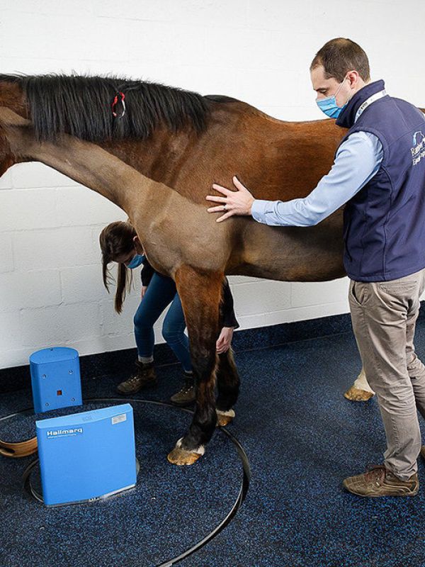 El i3M y una empresa británica desarrollan un dispositivo TAC sencillo y de bajo coste para detectar y prevenir lesiones en caballos