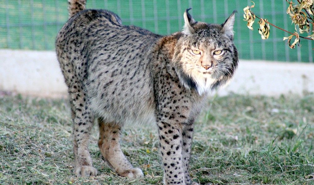 Nace el primer lince de la temporada en el centro de cría de la Junta en Jaén