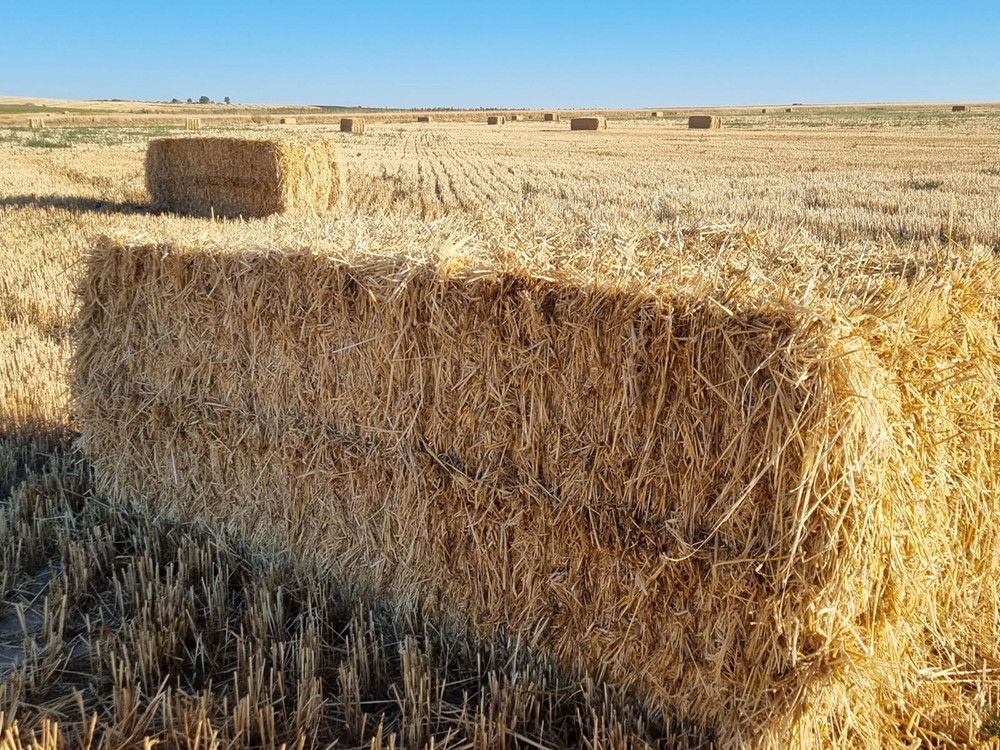 Agricultores y ganaderos pueden acogerse a las reducciones recogidas en el real decreto-ley por la sequía y en la orden de módulos del IRPF 2021
