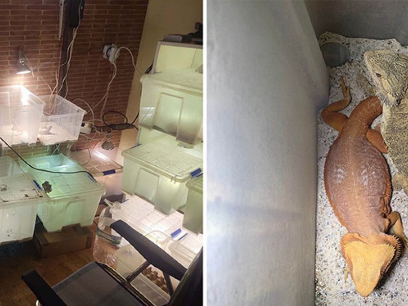 Dos detenidos en Málaga por tráfico de drogas tras localizarse en un local sustancias estupefacientes y un criadero ilegal de reptiles
