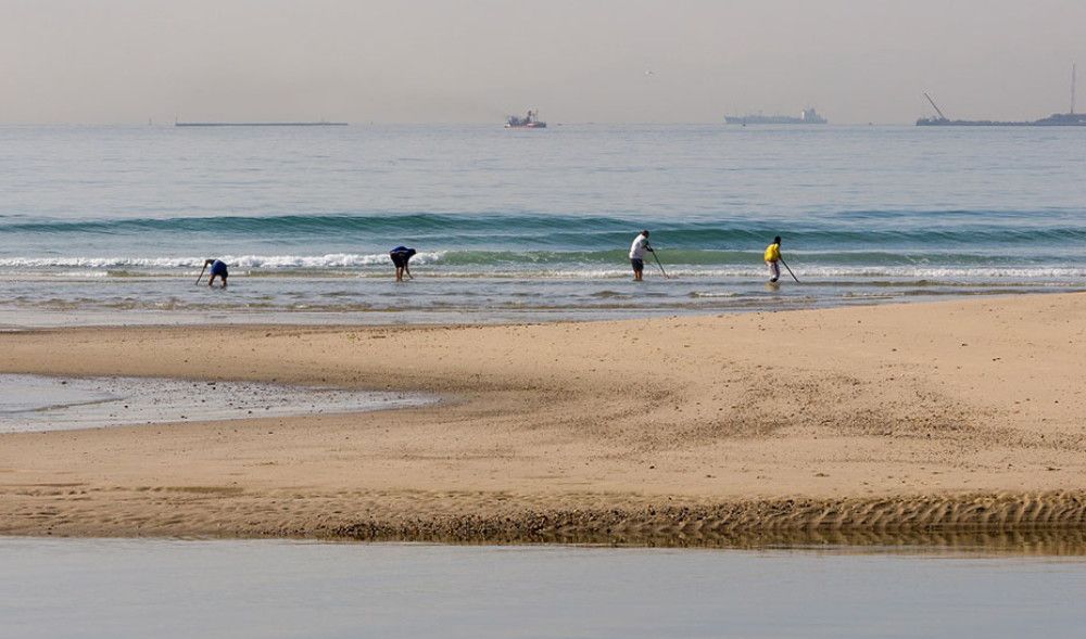 Convocadas las ayudas a los mariscadores de coquina del Golfo de Cádiz por la parada biológica