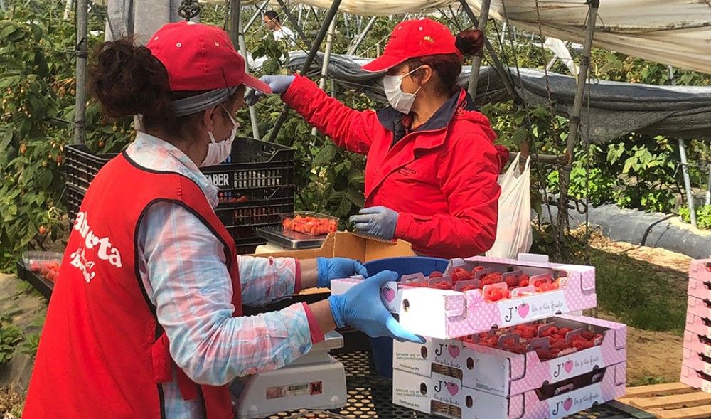 La Consejería de Agricultura crea una app de recomendaciones de riego para los cultivos de fresa, frambuesa y arándanos