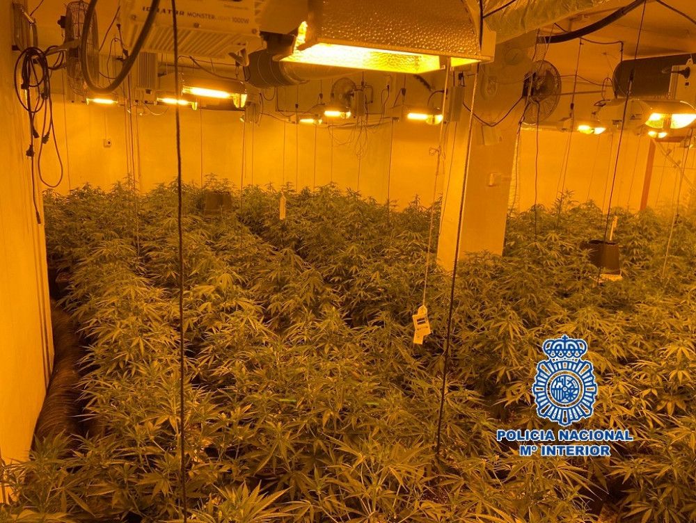 Intervenidos 48 kilos de cogollos de marihuana y 514 plantas de cannabis sativa en un inmueble de Benalmádena