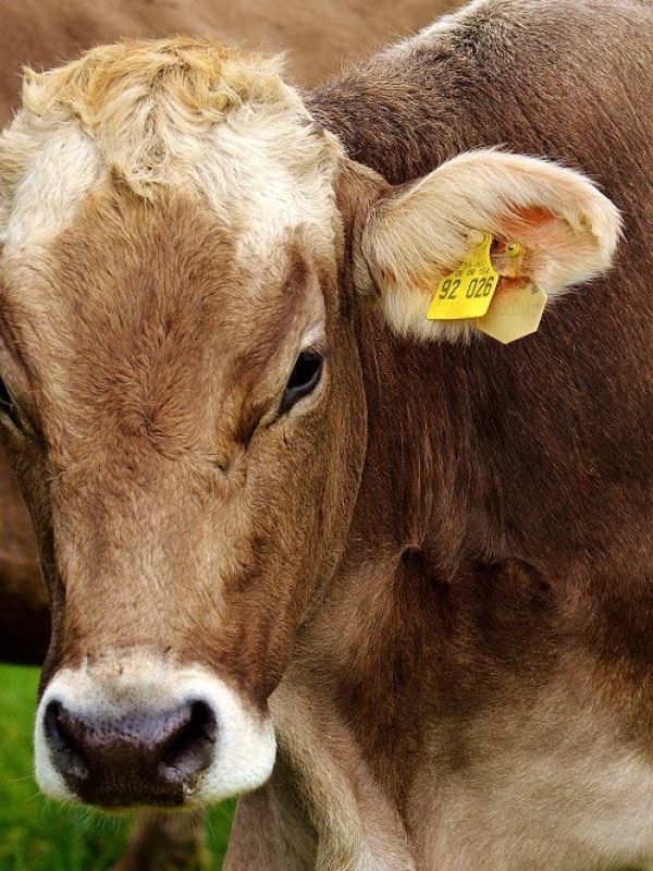 El CSIC participa en el desarrollo del primer aditivo alimentario mundial para reducir el metano en rumiantes