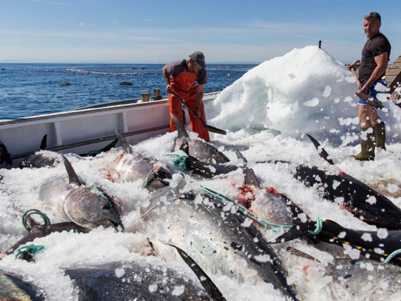 El Ifapa estudia los efectos de la temperatura de congelación en la calidad de la mojama de atún