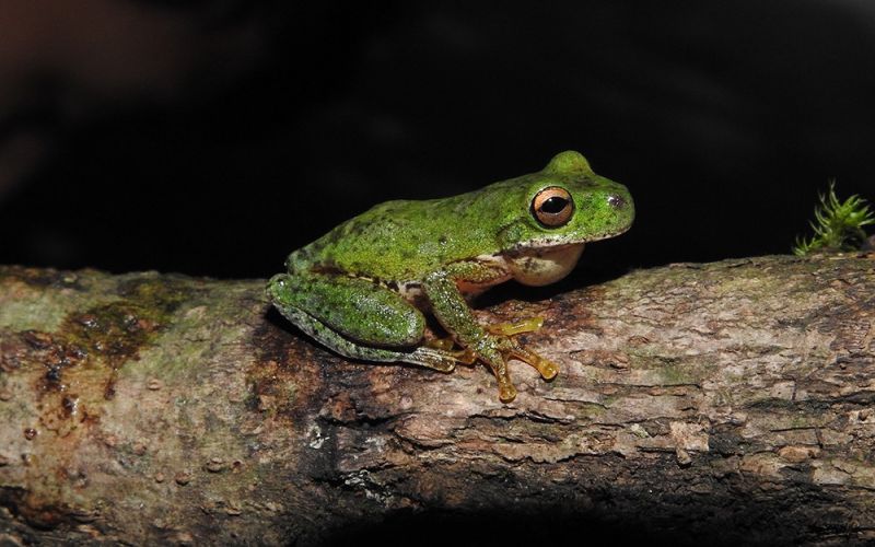El cambio climático acelera la desaparición de los anfibios