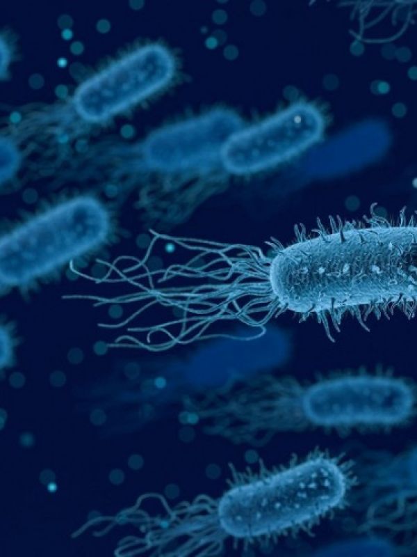 Descubierto un nuevo mecanismo de defensa celular frente a infecciones víricas y bacterianas