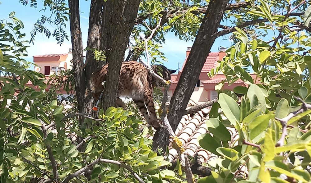 Sotillo, el lince rescatado en Úbeda, establece la conexión entre Granada y Jaén