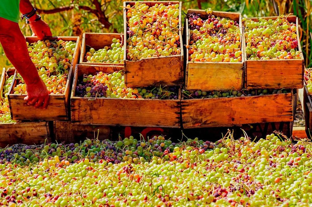 Comienza el proyecto "Moscatel Lab" para profesionalizar el cultivo de la uva pasa moscatel en Málaga