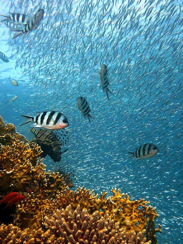 La estabilidad ambiental de la Tierra facilitó la explosión de la biodiversidad de los océanos