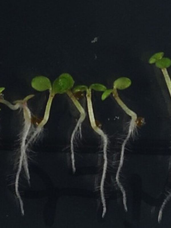 Un modelo matemático predice la respuesta de las plantas ante el cambio climático