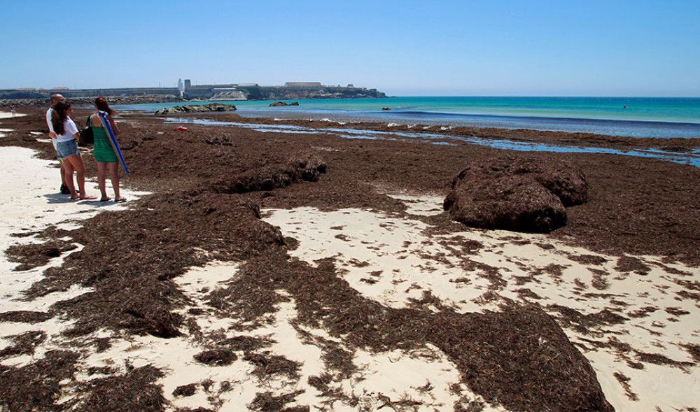 Andalucía reclama al Estado que respalde a los pescadores afectados por el alga asiática