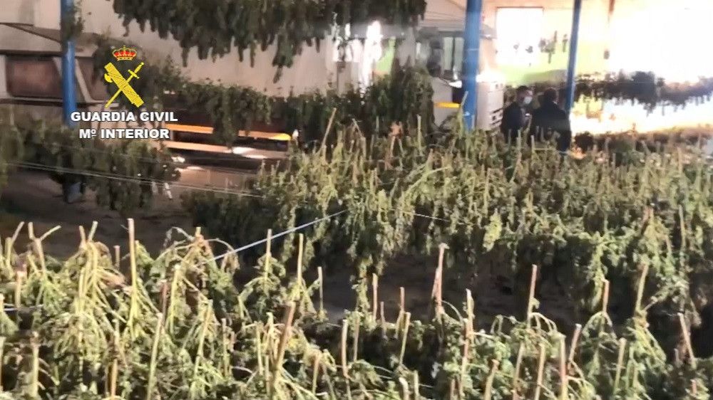La Guardia Civil desarticula una organización criminal en la Comarca de Antequera dedicada al cultivo de marihuana