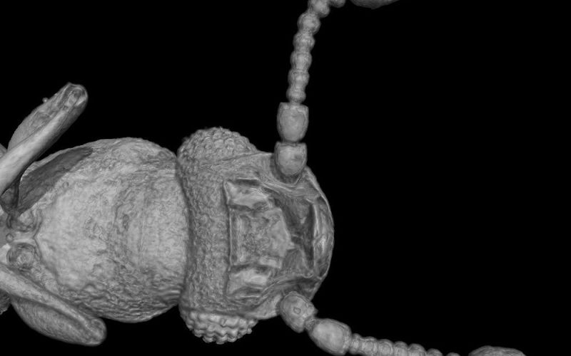 Descubren una familia de escarabajos vistos por primera vez en África