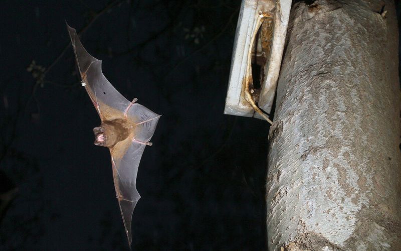 La depredación por cárabos afecta la supervivencia de la población de nóctulo grande de Doñana