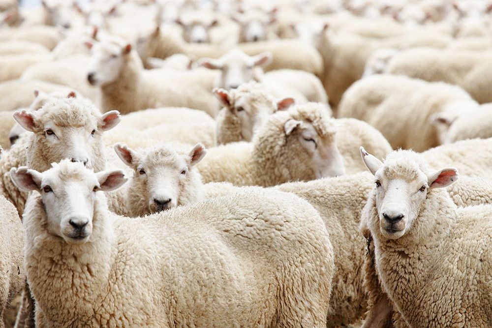 España recupera el estatus de país libre frente a la viruela ovina y caprina