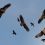 <p style="text-align: justify;">Un estudio internacional con participación del CSIC demuestra que las corrientes atmosféricas pueden reducir drásticamente el coste energético del vuelo.</p>
 
<p style="text-align: justify;">Volar puede ser menos costoso energéticamente que nadar, una actividad considerada tradicionalmente como la forma de desplazamiento más eficiente entre los vertebrados. Así lo demuestra un estudio internacional publicado en la revista Science, con participación del Consejo Superior de Investigaciones Científicas (CSIC). El trabajo incorpora por primera vez de forma explícita el papel de la atmósfera como fuente de energía para los animales voladores.</p>
<p style="text-align: justify;">Los libros de texto suelen clasificar las formas de desplazamiento animal según su coste energético: nadar es lo menos costoso, seguido de volar, mientras que correr requiere más energía. Sin embargo, esta clasificación clásica se basa en mediciones realizadas en laboratorio con animales que nadan en tanques, vuelan en túneles de viento o corren sobre cintas mecánicas. Ahora este estudio internacional ha descubierto que, en condiciones naturales, esta clasificación cambia.</p>
<p style="text-align: justify;">“Nuestro estudio demuestra que aves planeadoras pueden desplazarse con un coste energético incluso inferior al de la natación, considerada hasta ahora la forma más barata de locomoción en vertebrados”, explica Ainara Cortés Avizanda, investigadora del CSIC en la Estación Biológica de Doñana (EBD).</p>
<p style="text-align: justify;">El trabajo, dirigido por el Instituto Max Planck de Comportamiento Animal (MPI-AB) y la Universidad de Swansea y con participación de 68 investigadores e investigadoras de todo el mundo, es hasta la fecha uno de los análisis más completos realizados sobre el coste energético del vuelo de organismos vertebrados en la naturaleza. Además de la EBD, también ha contado con participantes de otras entidades españolas como la Universidad Miguel Hernández y la Universidad de Granada.</p>
<h3 style="text-align: justify;">17 años de seguimiento para medir el coste energético del vuelo</h3>
<p style="text-align: justify;">La investigación combina 17 años de seguimiento mediante GPS y acelerómetros de 850 individuos de 38 especies de aves y murciélagos de distintas regiones del mundo. En total, el equipo analizó 1,4 millones de localizaciones GPS y cerca de 195.000 segmentos de vuelo. A estos datos se sumaron cuatro años de registros de radar que permitieron incorporar información sobre pequeñas aves paseriformes migradoras. Para este estudio, la Estación Biológica de Doñana del CSIC ha aportado información muy valiosa obtenida en proyectos de seguimiento con GPS de cientos de individuos de varias especies de aves a lo largo de las últimas décadas.</p>
<p style="text-align: justify;">El equipo integró estos registros con datos atmosféricos, incluidos los vientos y las corrientes ascendentes, para estimar el coste energético del desplazamiento en condiciones reales. El análisis permitió calcular cuánto tiempo dedicaban los animales a batir las alas o a planear y comparar la energía consumida por unidad de distancia recorrida.</p>
<p style="text-align: justify;">Los resultados distinguen dos grandes estrategias: depender principalmente del aleteo o aprovechar las corrientes atmosféricas para planear. Entre las aves planeadoras, el tamaño corporal desempeña un papel importante: en general, cuanto mayor es el ave, menos necesita batir las alas y menor es su coste energético de transporte.</p>
<p style="text-align: justify;">“Aves planeadoras, como el cóndor andino, aprovechan las corrientes ascendentes y apenas baten las alas. Con ello, logran costes de transporte hasta un 79% menores que aves de masa similar que vuelan mediante aleteo continuo, como el cisne trompetero”, explica José Antonio Donázar, investigador del CSIC en la EBD.</p>
<h3 style="text-align: justify;">&nbsp;<br>Más de cuatro millones de kilómetros recorridos por buitres</h3>
<p style="text-align: justify;">Los buitres como el cóndor andino constituyen uno de los ejemplos más ilustrativos de la importancia de las corrientes atmosféricas. Las siete especies analizadas en el estudio acumularon 128.000 días de vuelo y recorrieron más de 4,3 millones de kilómetros, una distancia equivalente a más de cien vueltas a la Tierra.</p>
<p style="text-align: justify;">Durante estos desplazamientos, los buitres batieron las alas únicamente entre el 0,1 % y el 7 % del tiempo de vuelo. En lugar de mantener un aleteo continuo, estas aves aprovechan las columnas de aire ascendente para ganar altura y reducir considerablemente su gasto energético</p>
<p style="text-align: justify;">Esta estrategia, sin embargo, depende de que las condiciones atmosféricas sean favorables. El estudio también revela que las aves planeadoras de mayor tamaño tienen menos flexibilidad para elegir cuándo y dónde volar, ya que dependen en mayor medida de la disponibilidad de corrientes ascendentes adecuadas.</p>
<h3 style="text-align: justify;">&nbsp;<br>El viento también puede facilitar o dificultar el desplazamiento</h3>
<p style="text-align: justify;">Las aves que dependen del aleteo presentan una estrategia diferente. Aunque su vuelo requiere un esfuerzo energético mayor, les permite desenvolverse en condiciones ambientales más variables.</p>
<p style="text-align: justify;">En este grupo, el viento tiene una influencia especialmente importante. Los vientos de cola favorecen el desplazamiento, mientras que los vientos de cara aumentan la resistencia y pueden elevar el coste energético del vuelo.</p>
<p style="text-align: justify;">En conjunto, los resultados ponen de manifiesto que el entorno atmosférico puede actuar tanto como una fuente de energía como un factor que dificulta el movimiento. Por ello, conocer las condiciones del aire resulta fundamental para entender las estrategias de desplazamiento de las distintas especies.</p>
<h3 style="text-align: justify;">&nbsp;<br>Implicaciones para la conservación frente al cambio climático</h3>
<p style="text-align: justify;">Estos resultados proporcionan una herramienta clave para la conservación. Ofrecen un nuevo marco para predecir el coste energético del vuelo y determinar cómo los cambios climáticos podrían afectar a los lugares y momentos en que los animales se desplazarán en el futuro.</p>
<p style="text-align: justify;">“Cambios en los patrones de viento y de térmicas asociados al cambio climático podrían modificar las rutas migratorias, las distribuciones geográficas y el uso del espacio por parte de muchas especies voladoras», explica Julio Blas, investigador del CSIC en la EBD y coautor del artículo.</p>
<p style="text-align: justify;">El estudio proporciona un marco para estimar el coste energético del vuelo en condiciones naturales y explorar cómo las transformaciones de la atmósfera pueden influir en los movimientos de los animales. Esta información puede contribuir a anticipar cambios en sus desplazamientos y a mejorar las herramientas de conservación y gestión de la biodiversidad.</p>
<p style="text-align: justify;">“Este estudio aporta una idea especialmente relevante: la atmósfera no es simplemente el medio donde vuelan las aves y murciélagos, sino un recurso energético esencial que puede determinar cuándo, dónde y cómo se desplazan”, afirma la investigadora Cortés-Avizanda. “Esta visión cambia nuestra forma de entender la movilidad animal y proporciona herramientas para anticipar cómo responderán las especies voladoras a un mundo con patrones climáticos cada vez más cambiantes”.</p>
<p style="text-align: justify;"><em>CSIC Comunicación</em></p>