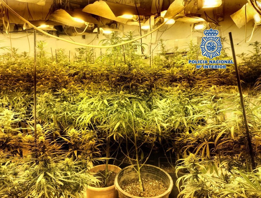 La Policía Nacional incauta 1.011 plantas de marihuana al desmantelar varios cultivos en un poblado chabolista en Vélez-Málaga