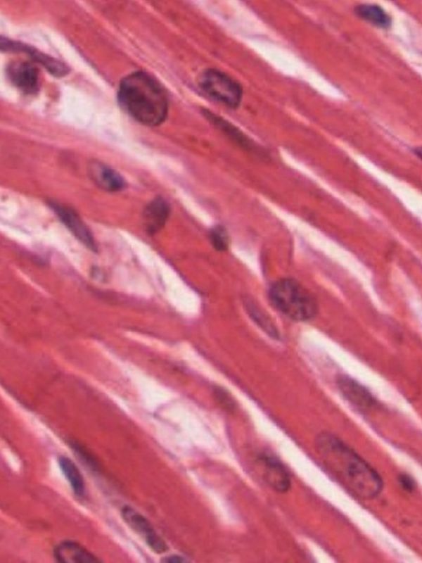 Investigadores del CSIC desarrollan moléculas fotoregulables que controlan el ritmo cardíaco mediante luz