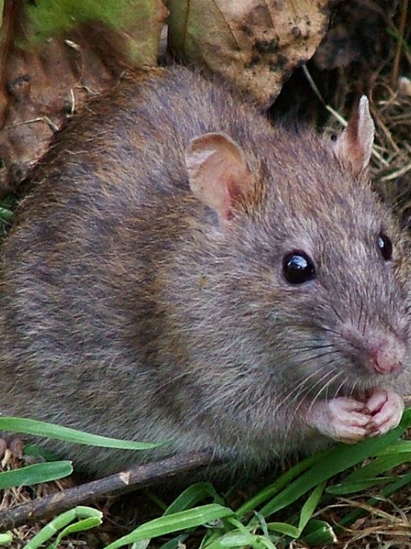 Científicos del CSIC identifican mutaciones en las poblaciones de ratas que confieren resistencias a los raticidas
