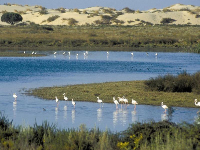Aprobadas ayudas en zonas de Doñana y Sierra Nevada para dinamización y conservación