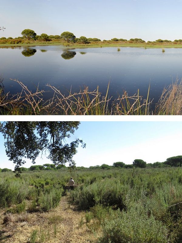 Doñana en estado crítico: más de la mitad de sus lagunas han desaparecido