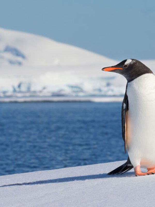 Los pingüinos juegan un papel clave en el reciclaje de hierro en las aguas de la Antártida