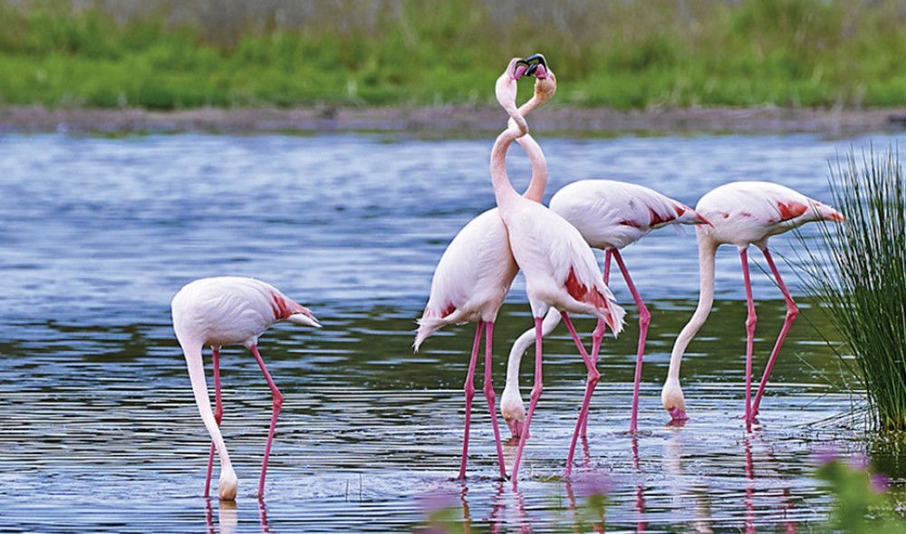 La mayoría de los flamencos vuelve a la Laguna de Fuente de Piedra para reproducirse