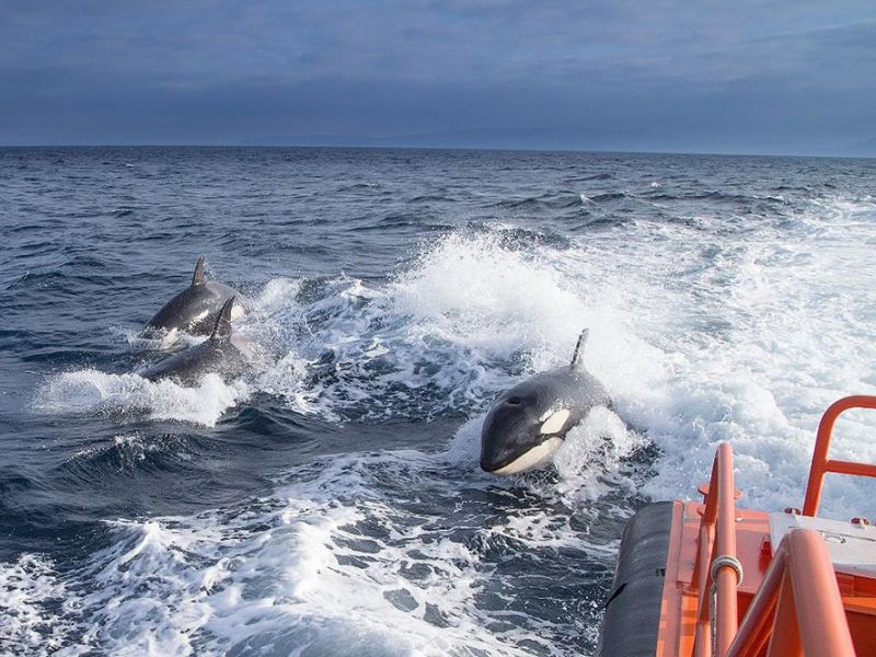 El ministerio de Transportes ofrece recomendaciones a los navegantes en caso de interacciones con orcas en el Atlántico