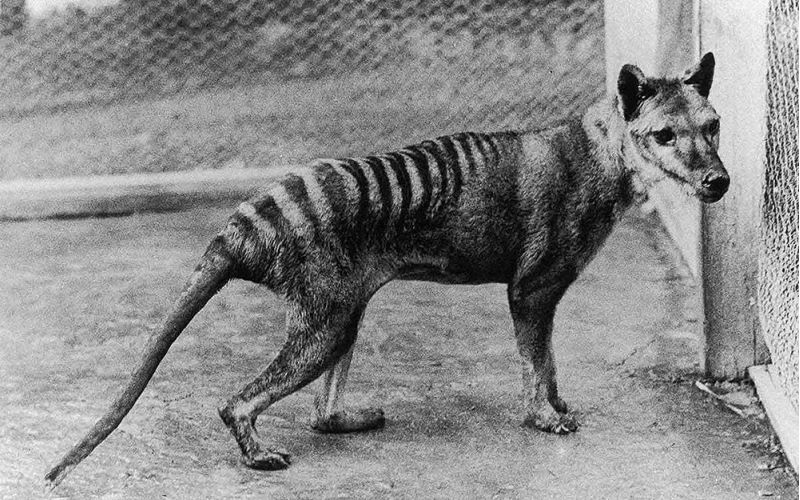 Científicos logran extraer por primera vez el ARN de los restos del extinto tigre de Tasmania