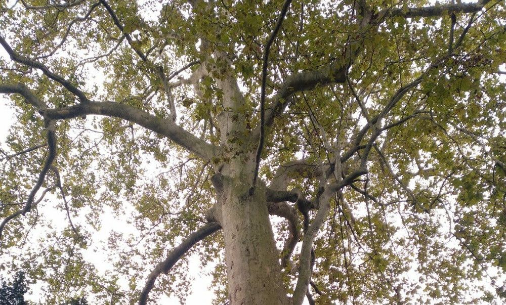 Parques y Jardines tala tres ejemplares de platanus x hispanica’ asegurando que existía riesgo de caída