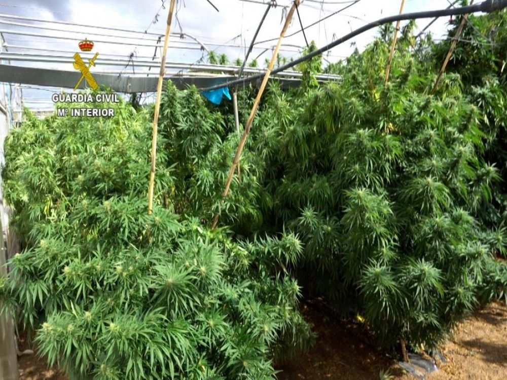 La Guardia Civil desmantela un entramado empresarial destinado al cultivo de marihuana ilegal como si fuese CBD
