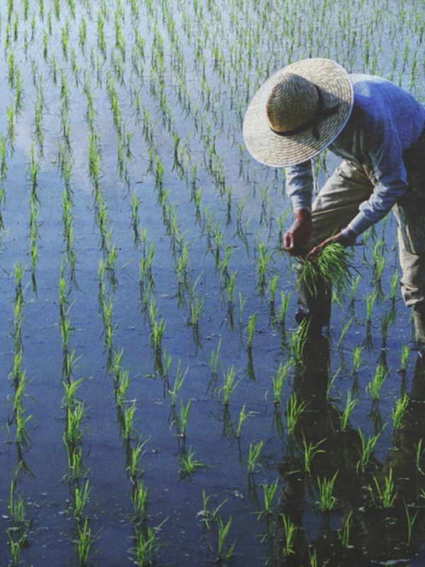 Una alta concentración de CO2 en la atmósfera empobrece las tierras de cultivo de arroz