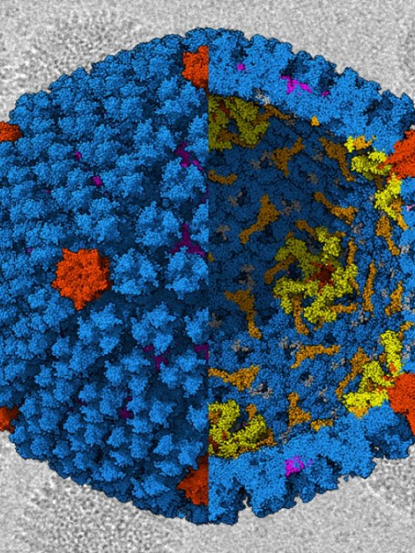 Desvelada la estructura del adenovirus causante de un gran número de infecciones gastrointestinales infantiles