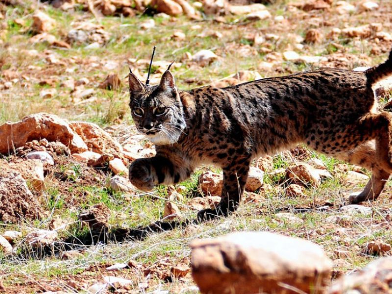 Concluye la primera fase de reintroducción del lince en Sierra Arana con la suelta de tres ejemplares