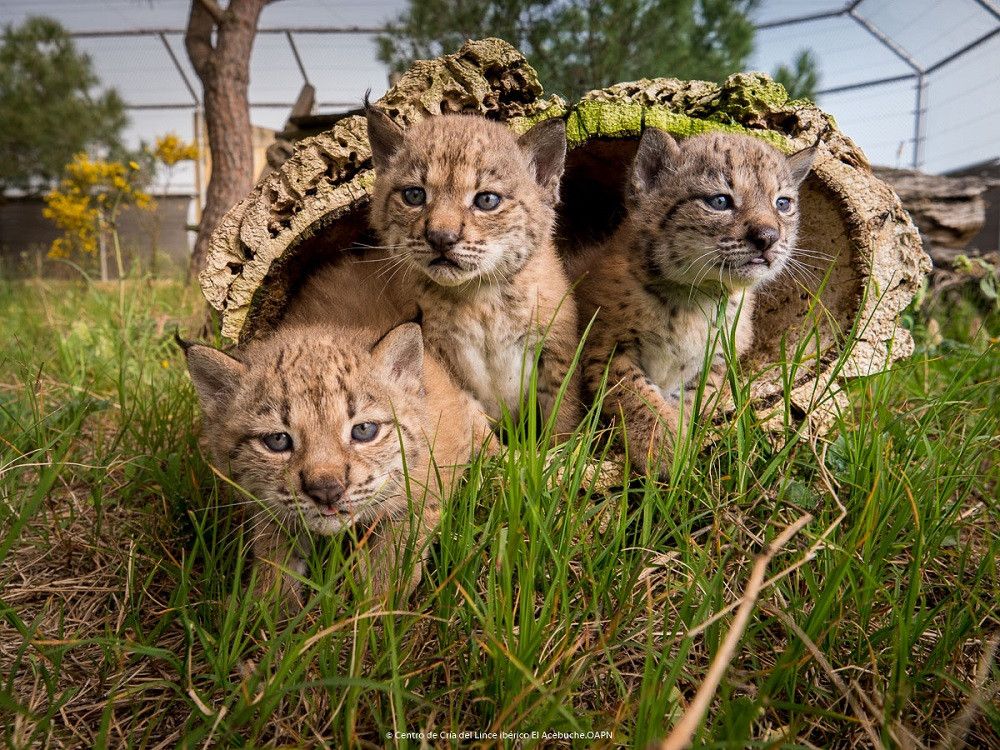 Nacen 23 nuevos cachorros de lince ibérico en los centros de cría gestionados por Parques Nacionales