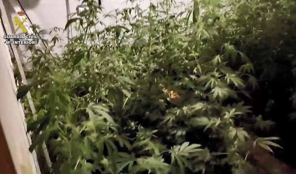 La Guardia Civil desarticula un grupo criminal dedicado al cultivo de marihuana en Cártama