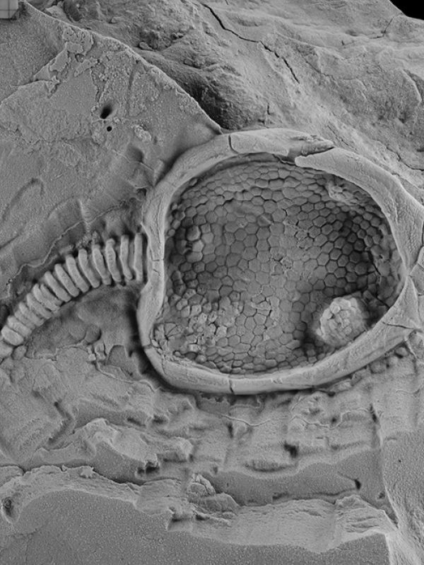 Crean un robot que reproduce el movimiento de un animal extinto hace 400 millones de años