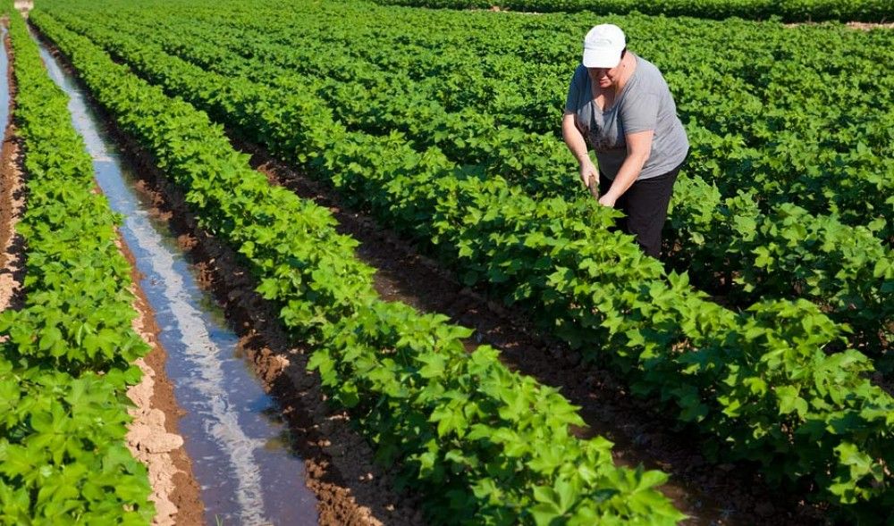 Acceso telemático a la declaración responsable para el desplazamiento de trabajadores del sector agroalimentario