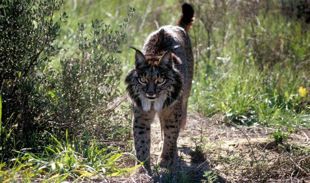Récord histórico de linces en el área Doñana-Aljarafe con 97 ejemplares en 2019, 28 de ellos cachorros