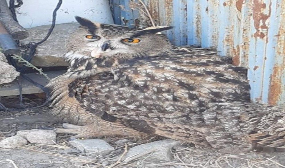 Rescatado un búho real herido en Laujar de Andarax