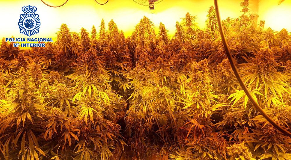 La Policía Nacional desmantela una vivienda unifamiliar de Churriana dedicada al cultivo intensivo de marihuana