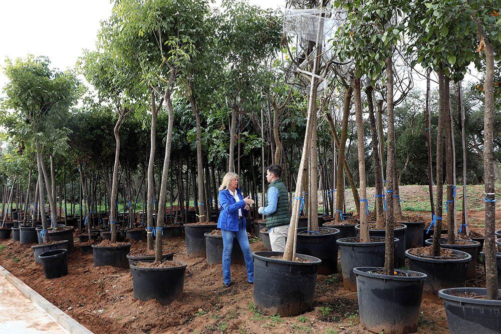 El Ayuntamiento asegura que culminará su plan municipal de arbolado con la plantación de más de 330 árboles en los próximos dos meses y alcanzará el objetivo de 2.000 nuevos ejemplares en este mandato