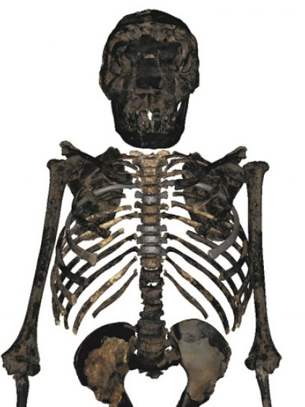 Un estudio revela que el Homo erectus era achaparrado y robusto