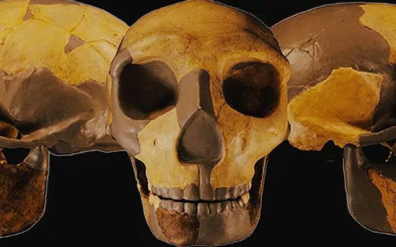 Un cráneo antiguo hallado en China no se parece a ningún ser humano conocido hasta ahora